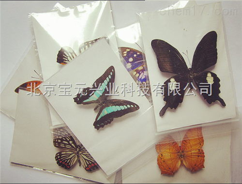 昆虫饲养器械、养虫缸